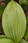 Green false hellebore